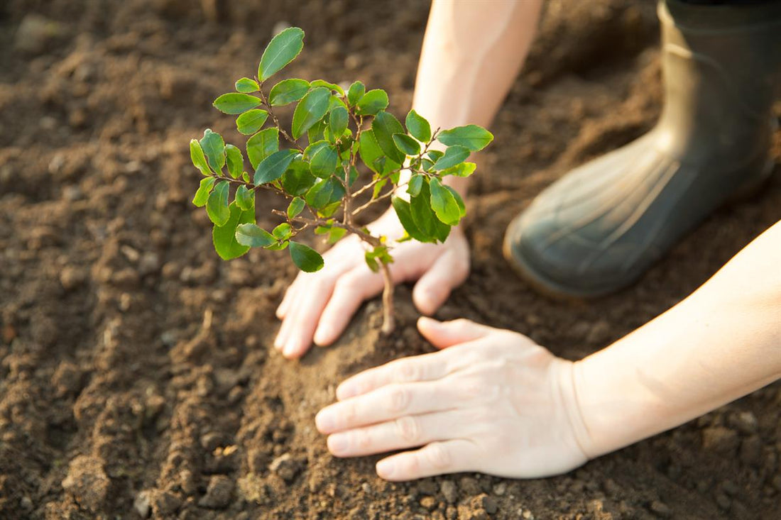 FARIA y La Reforestación del Árbol Peruano en Peligro de Extinción